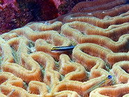 Episode 1: Bonaire National Marine Park