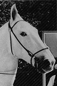 Silver King the Horse