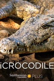 Poster iCrocodile