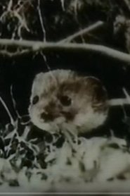 Lasica 1962 Бесплатан неограничен приступ