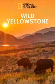 Wild Yellowstone постер