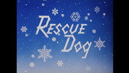 Rescue Dog