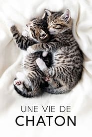 Une vie de chaton