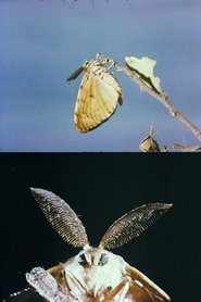 La lagarta) La lagarta (1974)