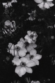 Poster Für P. (Weiße Blumen) 2016