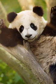 Panda School постер