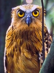 Poster Wild Borneo 2015