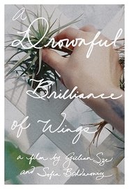 Poster A Drownful Brilliance of Wings 2016