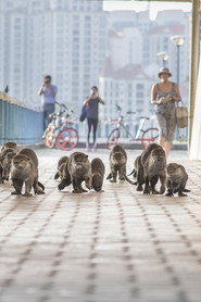 Wild Metropolis постер