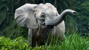 Les secrets des éléphants en streaming