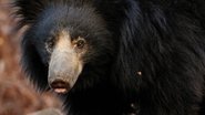A Sloth Bear's Dilemma