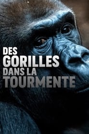 Poster Gorillas unter Stress