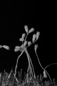 Poster Gathering Moss 1933