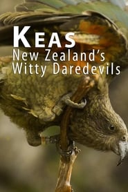 Keas: New Zealand's Witty Daredevils