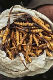 Yarsagumbu, l'or de l'Himalaya