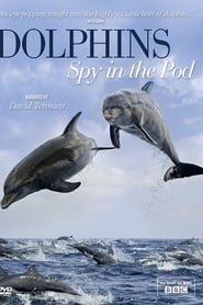 Dolphins - Spy in the Pod