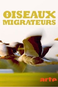 Oiseaux migrateurs : Sur les ailes du voyage