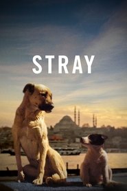 Imagen de Stray