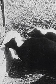 A Long Island Skunk Farm streaming sur filmcomplet