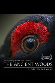 Film Dans les bois streaming VF complet
