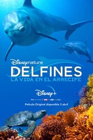 Imagen de Delfines: La vida en el arrecife