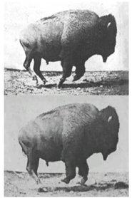 Film Buffalo Running streaming VF complet