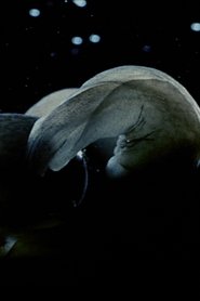 Film Acéra ou Le bal des sorcières streaming VF complet