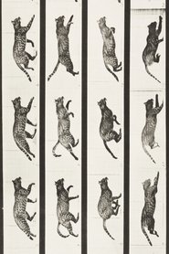 Film Cat Trotting, Changing to a Gallop streaming VF complet
