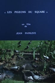 Film Les pigeons du square streaming VF complet