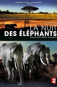 Film La Nuit des Éléphants streaming VF complet