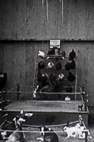 The Knockout streaming sur filmcomplet
