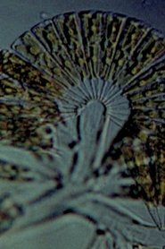 Film Diatomées streaming VF complet