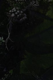 Imagen de Lost Gardens