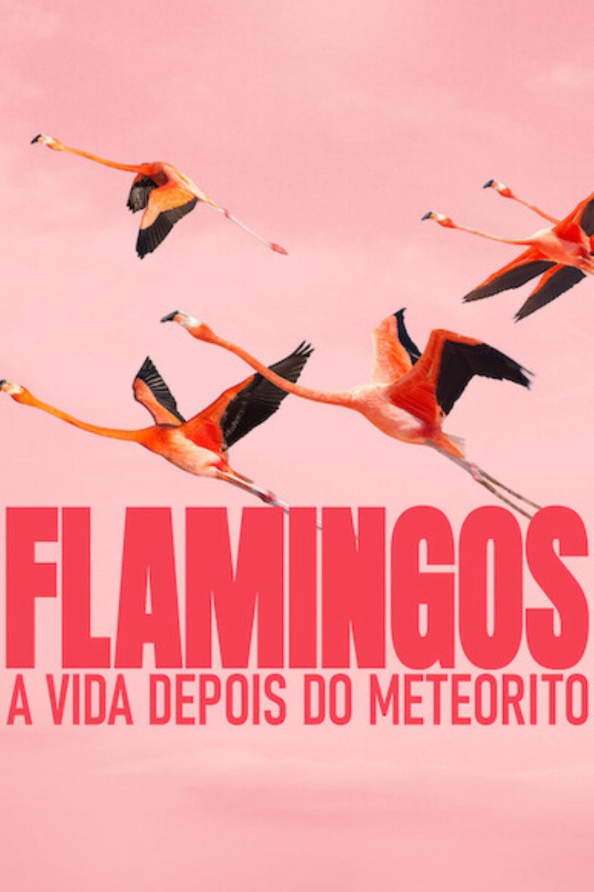 Flamingos: A Vida Depois do Meteorito