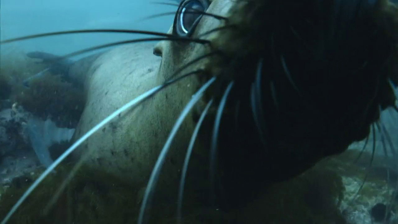 The Old Man and the Sea Lion