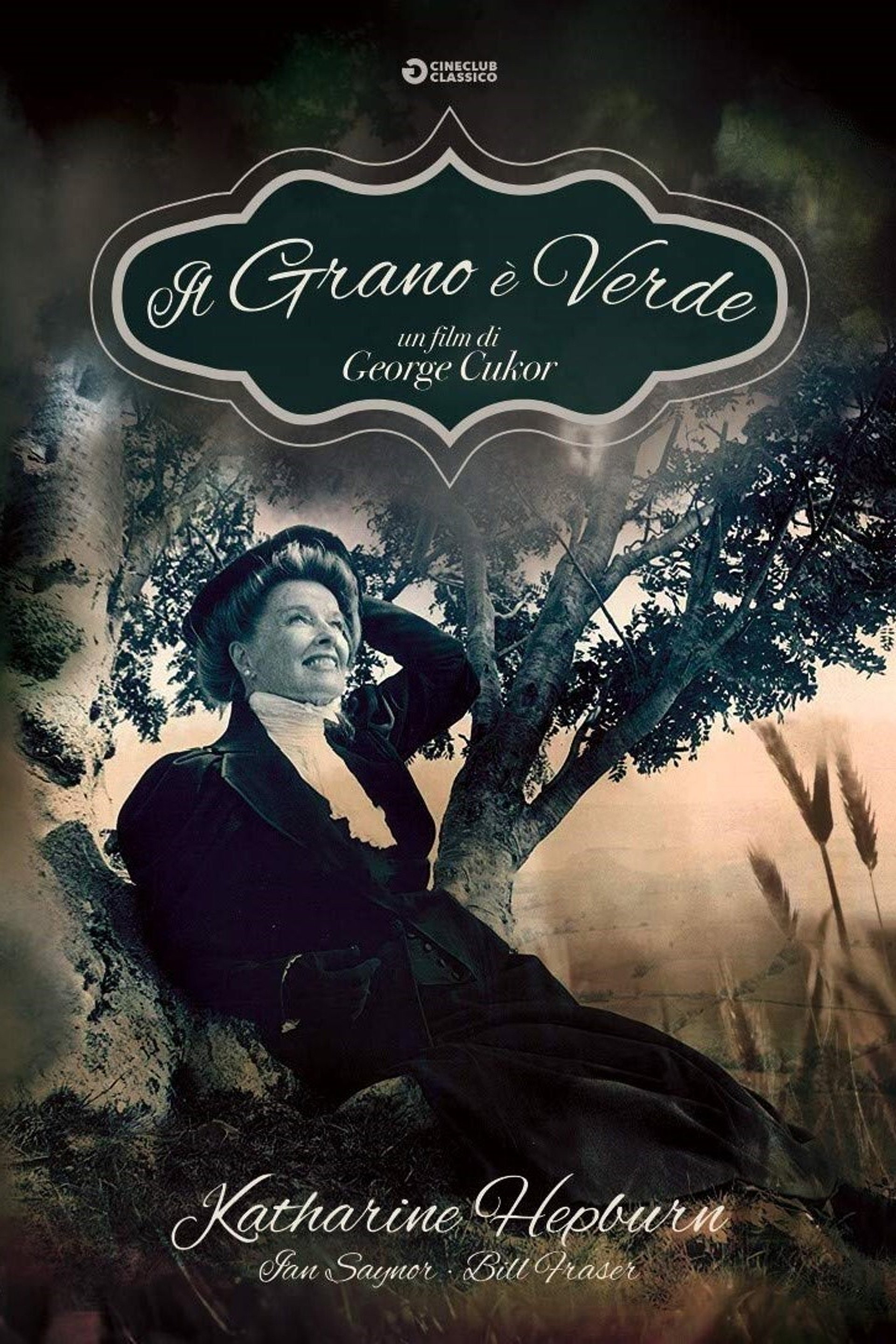Il grano è verde
