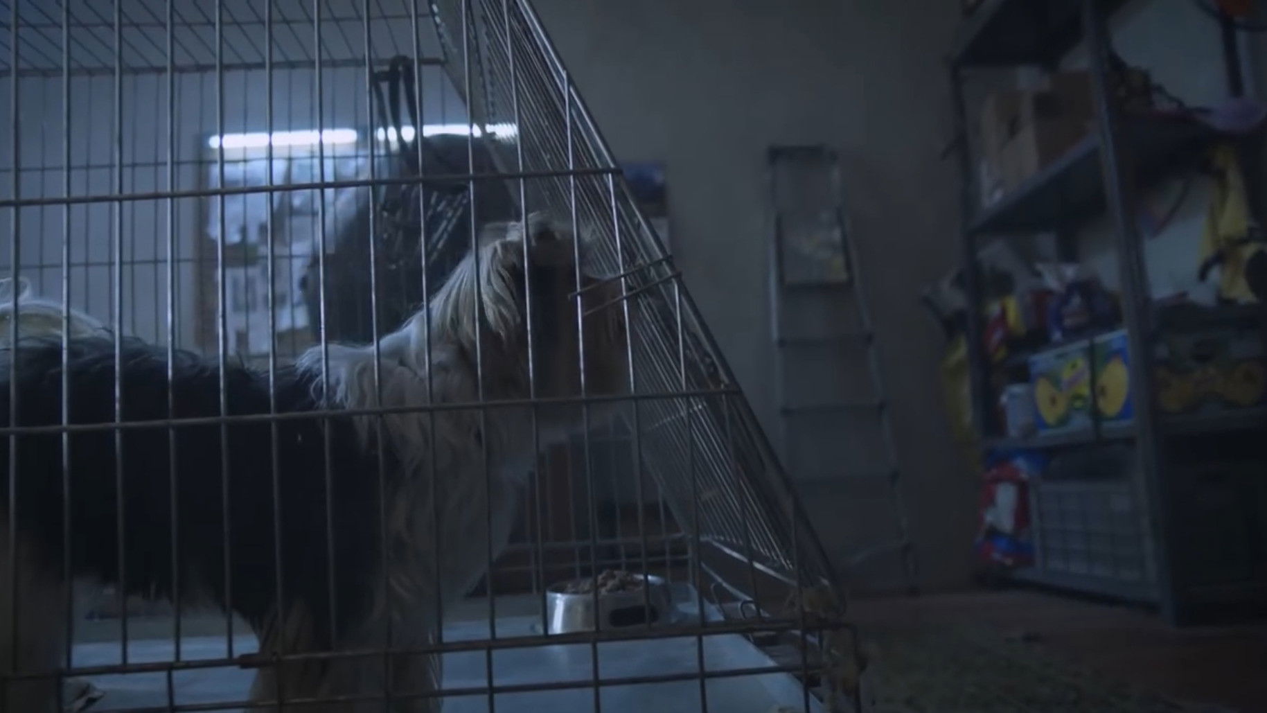 Becsületes megtaláló