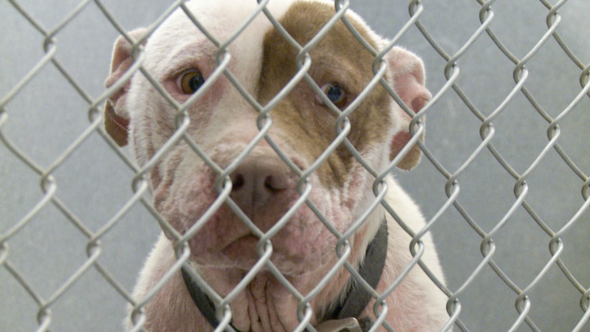 Una Nación Canina: Relatos De Miedo, Pérdida Y Traición