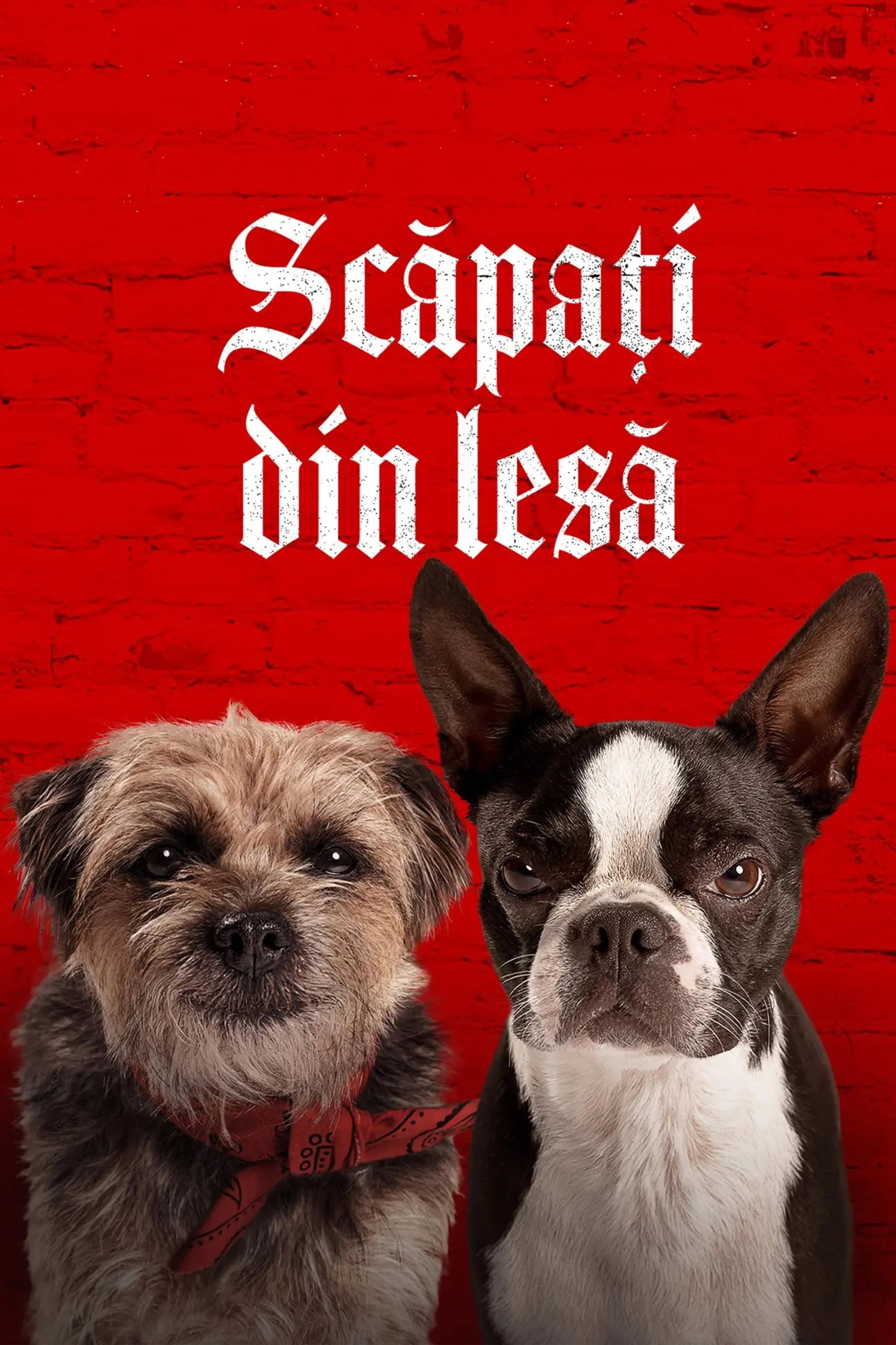 Scăpați din Lesă
