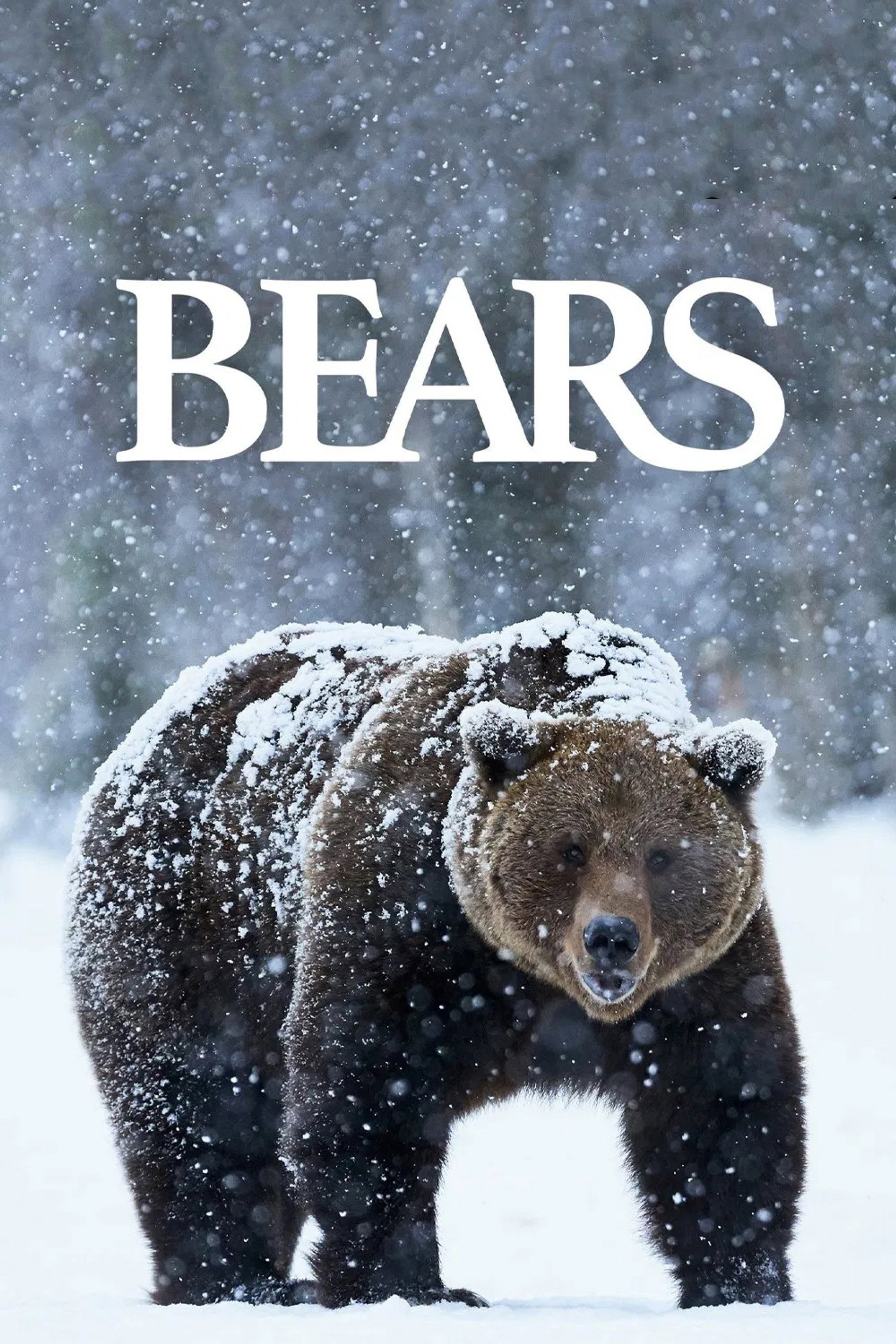 Bears