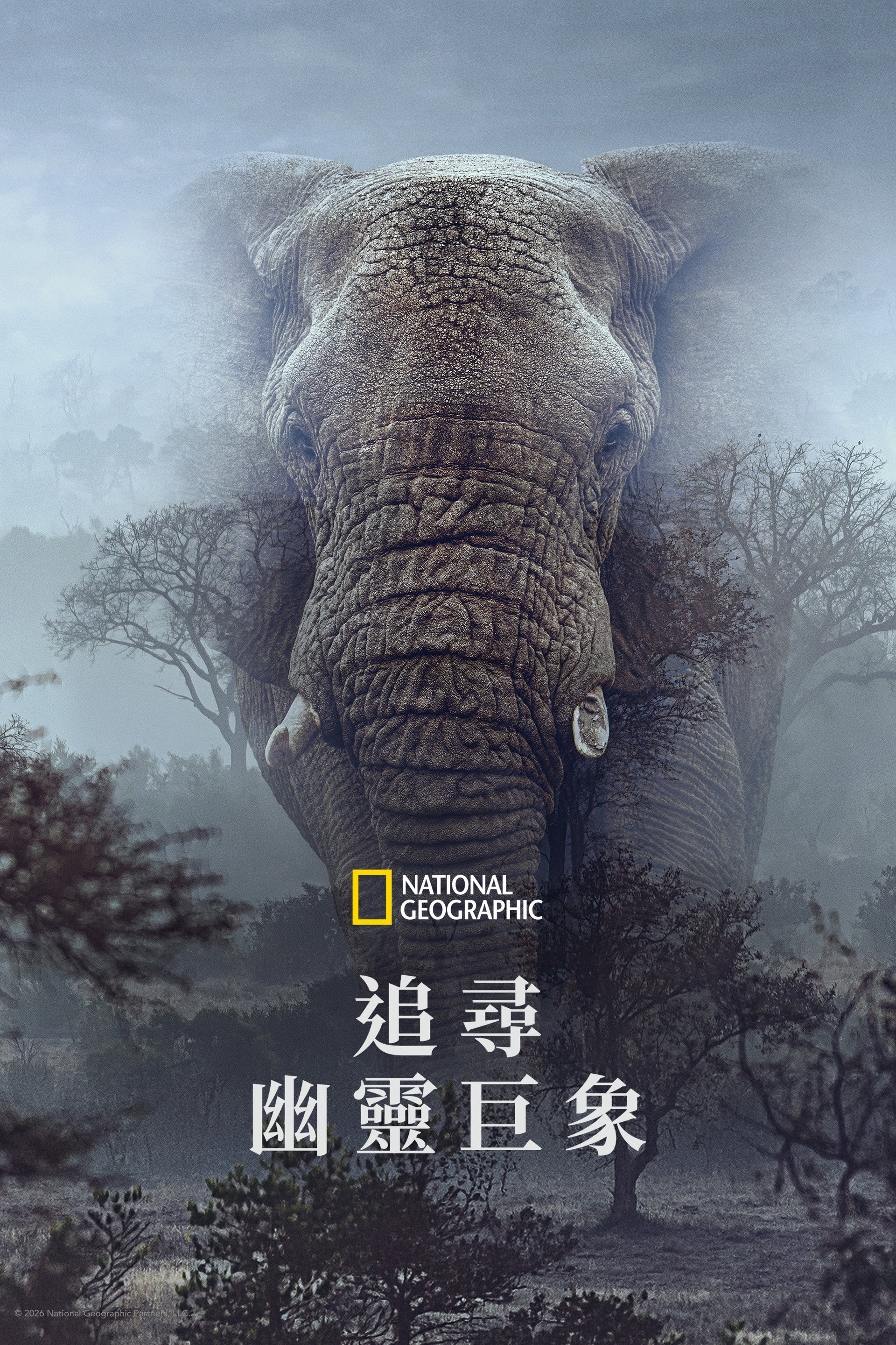 追寻幽灵大象