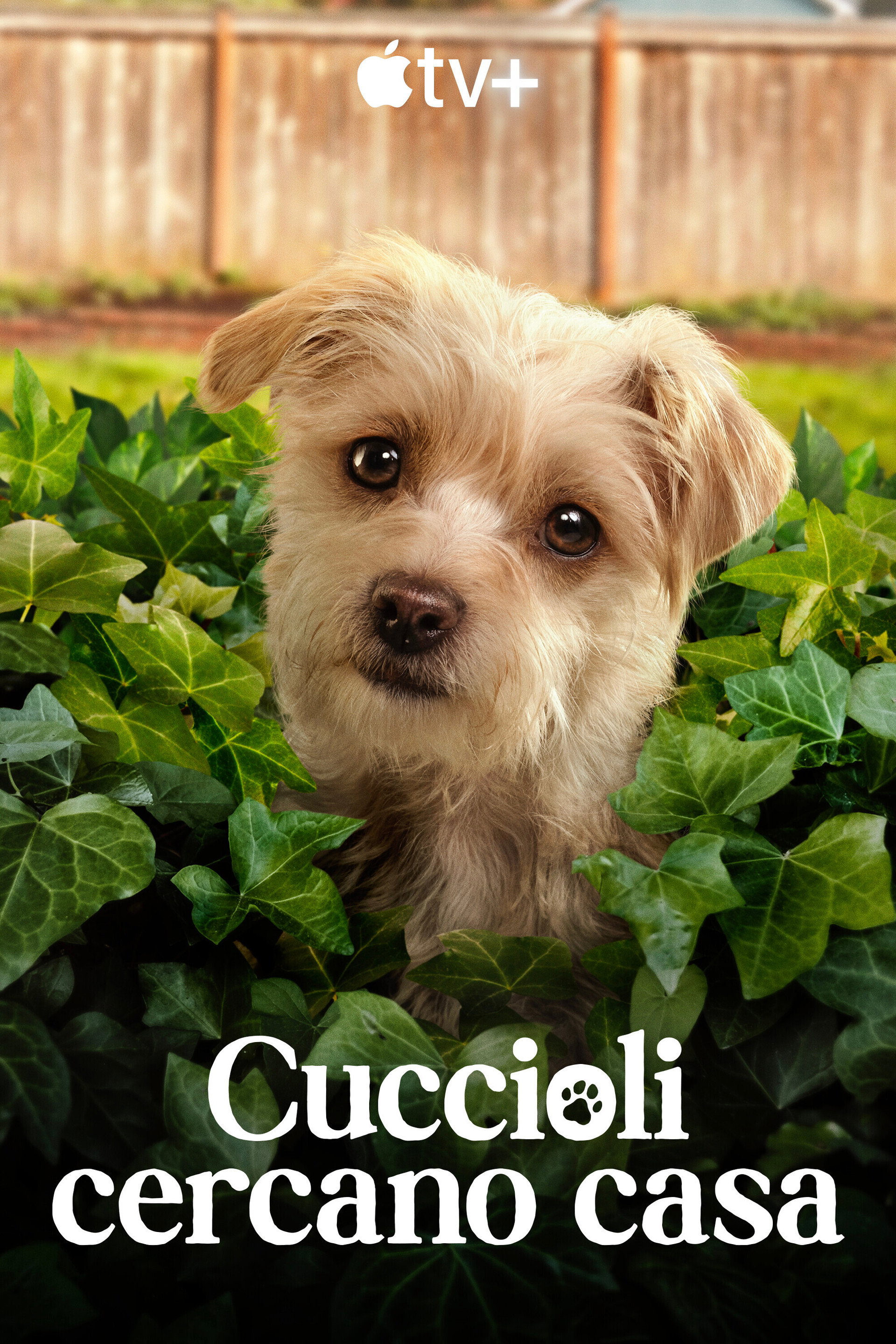 Cuccioli cercano casa