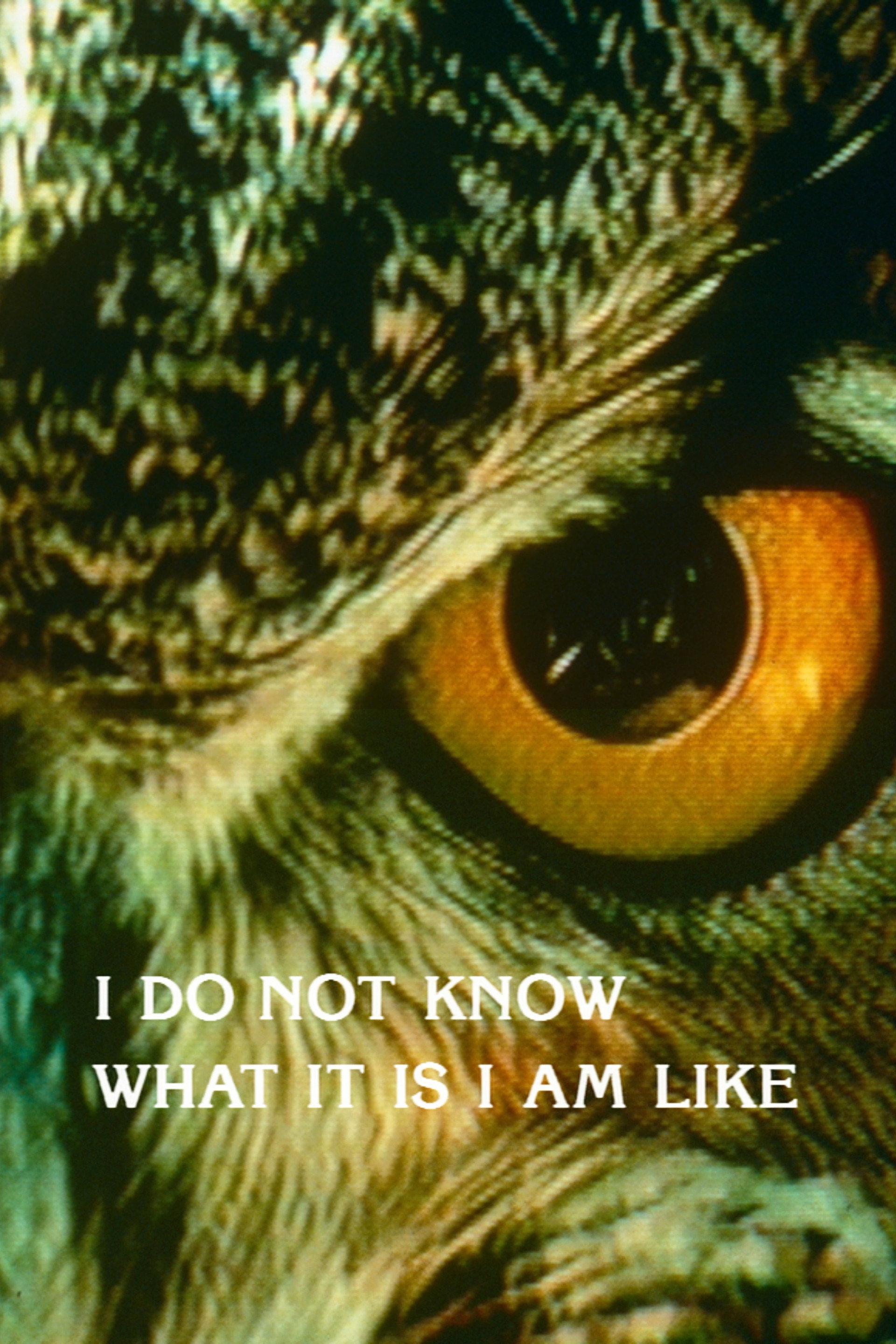 I Do Not Know What It Is I Am Like