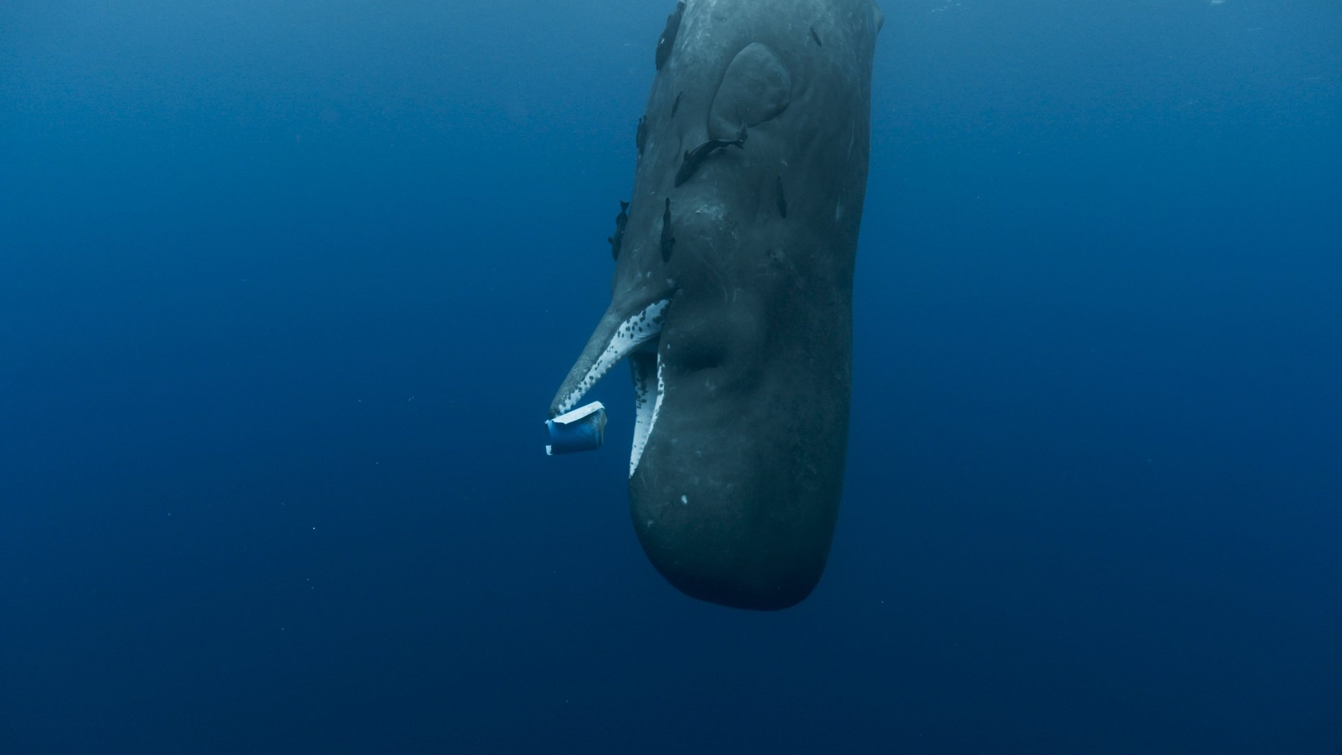 Les Gardiennes de la planète