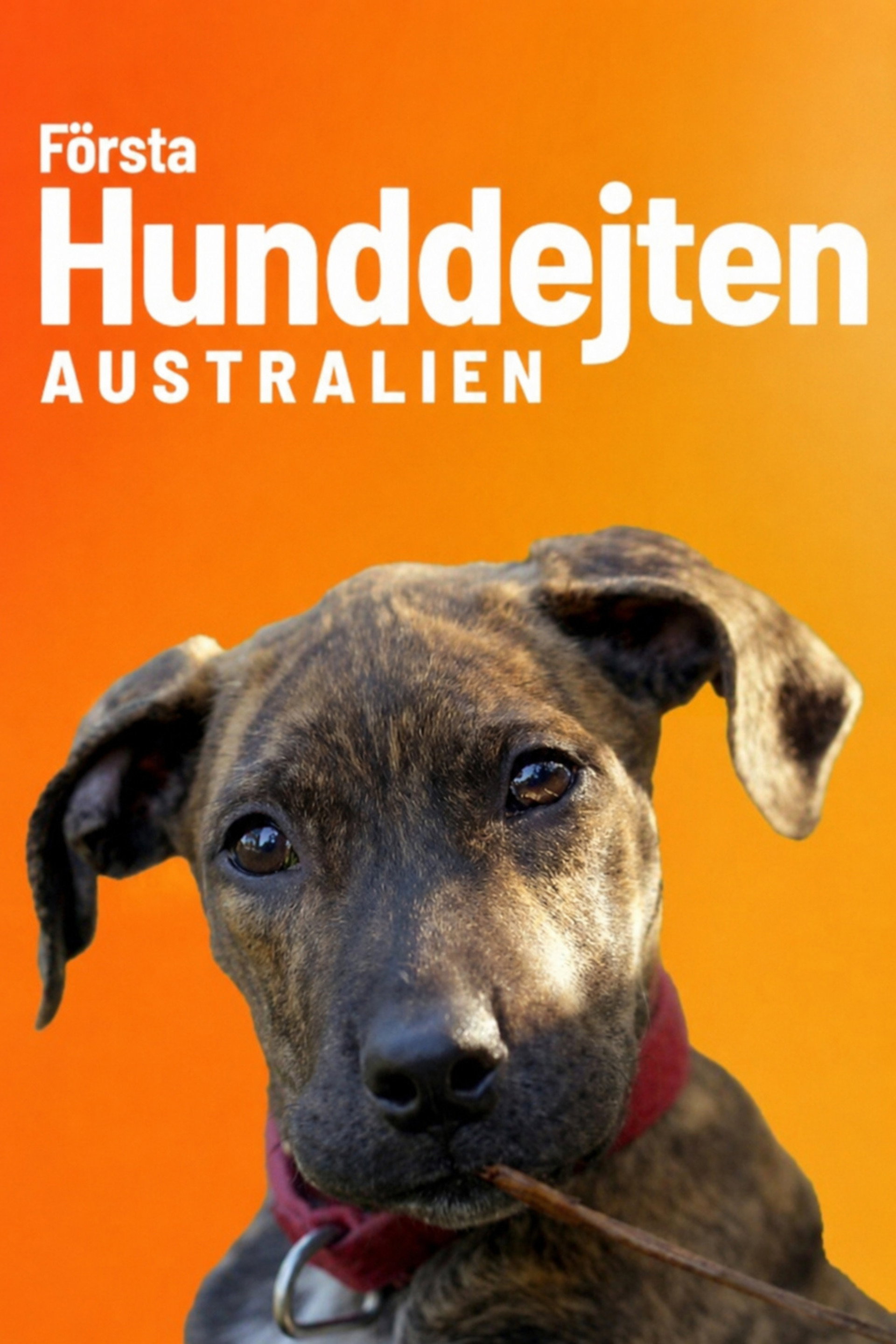 Första Hunddejten Australien