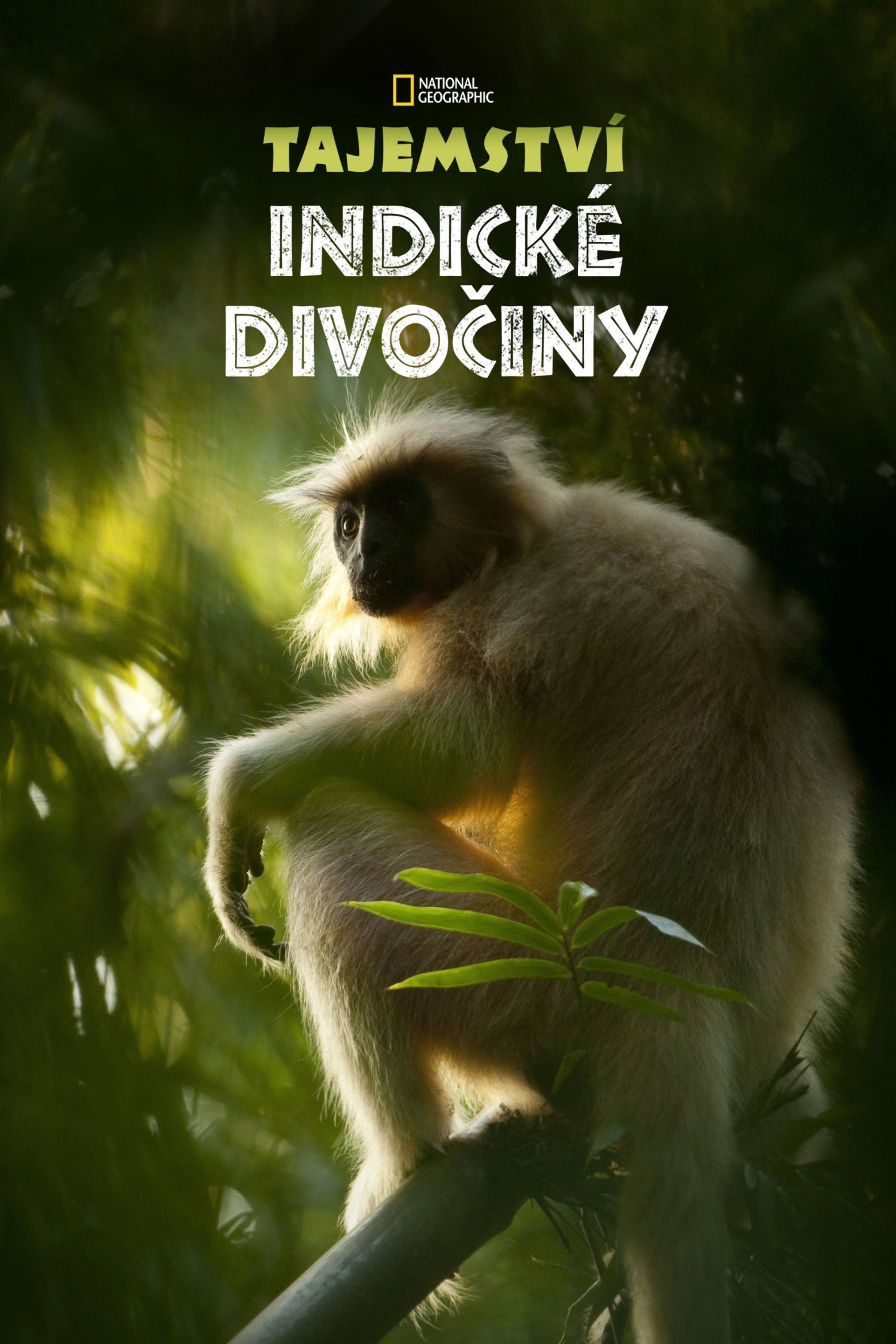 Tajemství indické divočiny