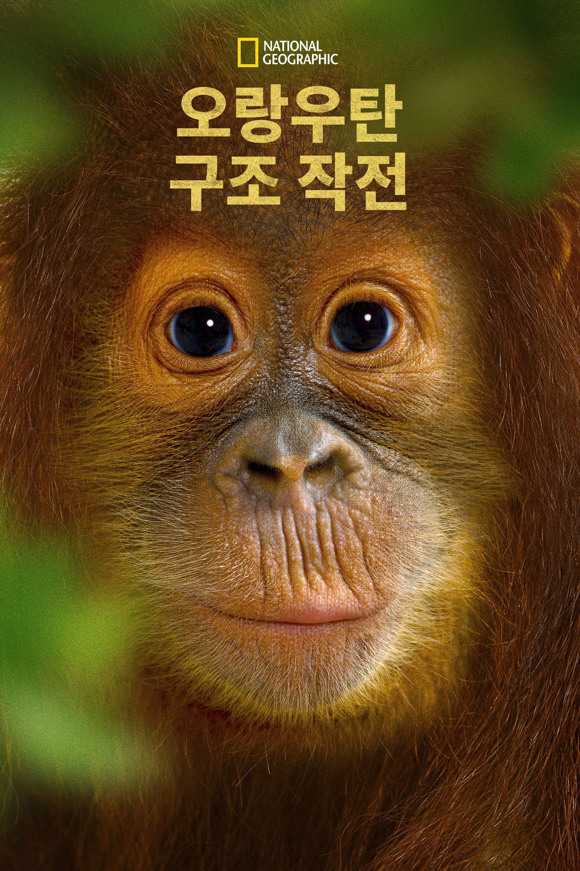 오랑우탄 구조 작전
