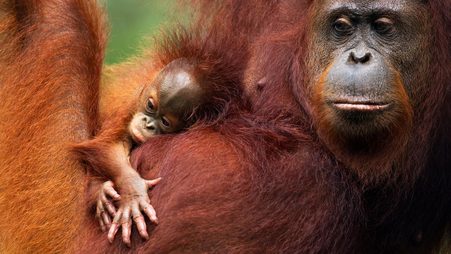 Orang Utans - Keepers of the Jungle