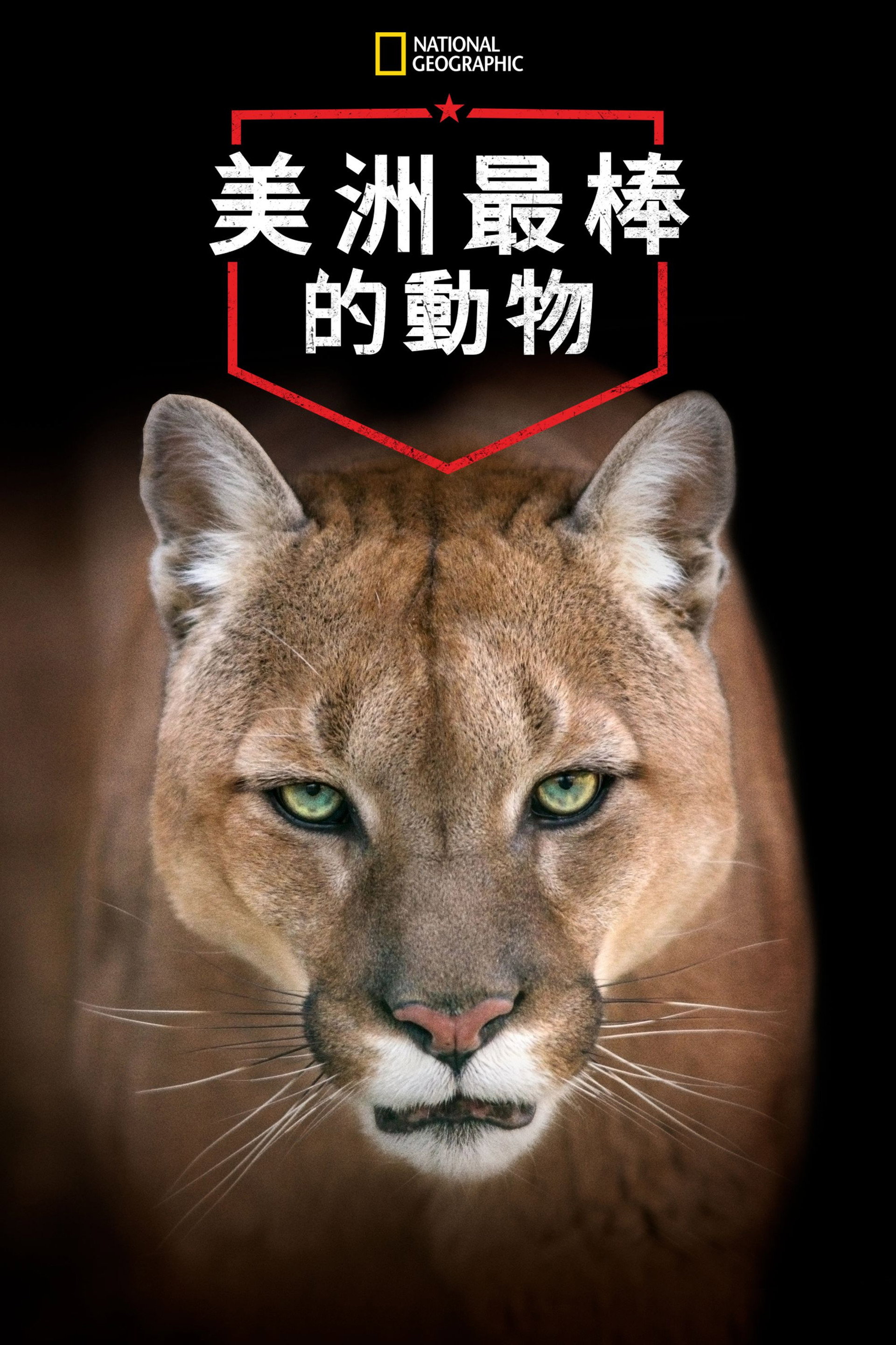 美洲伟大的动物