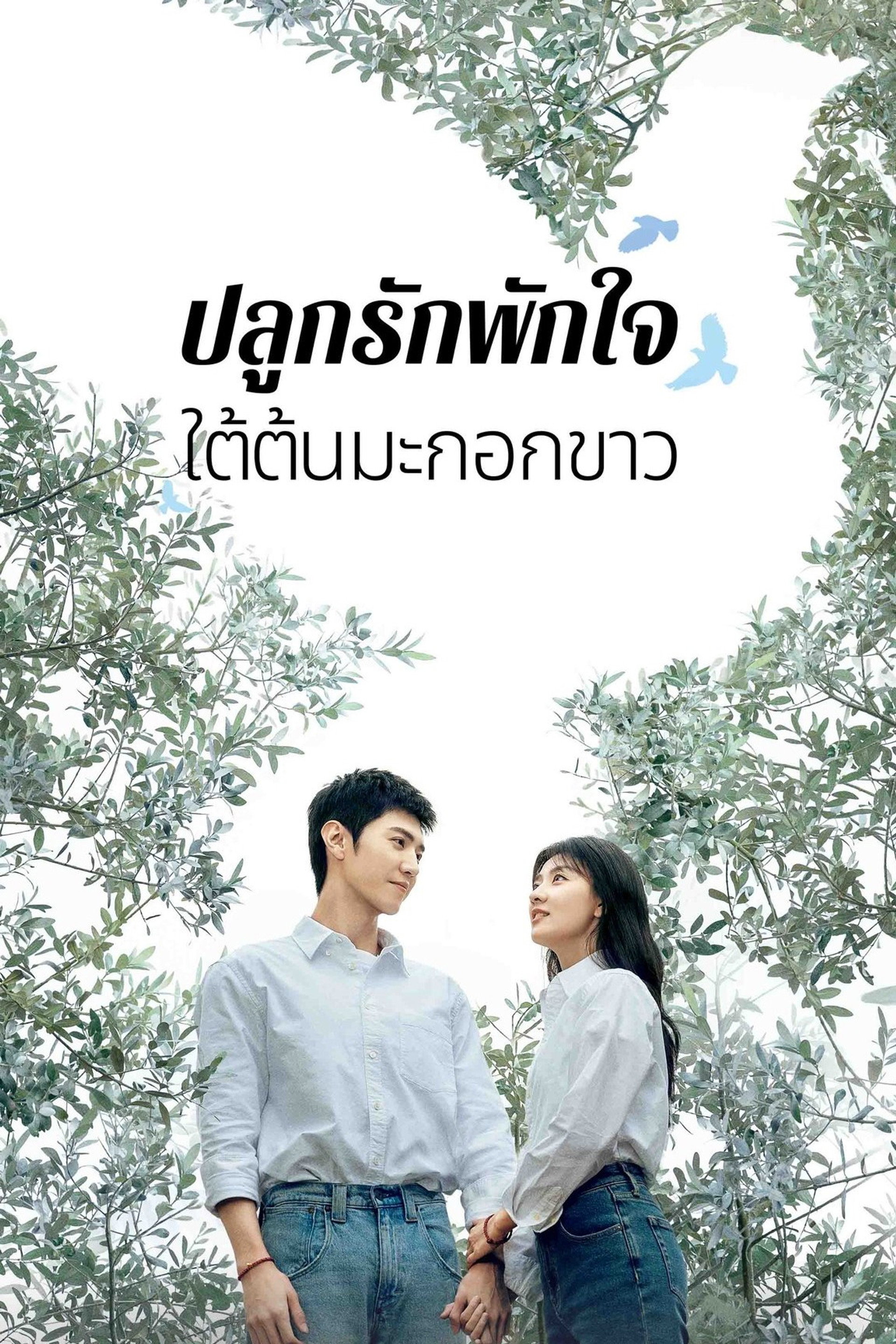 ปลูกรักพักใจ ใต้ต้นมะกอกขาว